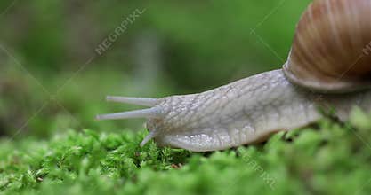 Helix pomatia also Roman snail, Burgundy snail