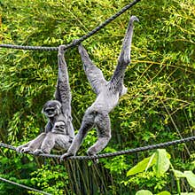 Family of Silvery gibbon, Hylobates moloch in a German park