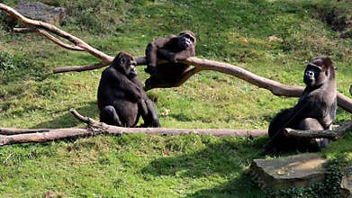 Harmonious gorilla family and watching silverback