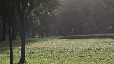 Scenic morning light rays breaking through forest trees onto a green lawn. Tranquil and inspiring nature background.