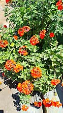 Orange red geranium flowers blooming in garden bush