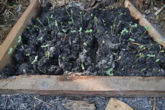 New plant seedlings are emerging