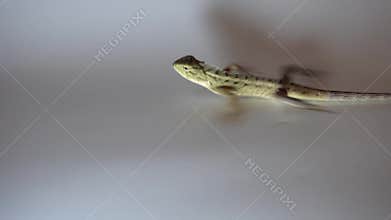 A garden chameleon ran across the smooth white paper.