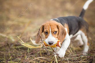 Beagle puppy with corn - Pet adventures