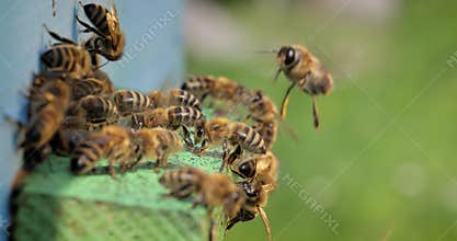 Honey bees fly near a beehive. Bees are best known to humans for their ecological roles as pollinators. Honey bees flying into