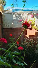 Red and pink geranium flowers blooming in rustic garden