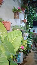Potted plants and flowers on wall garden decoration
