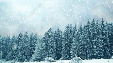 Snowing on trees. Winter in mountains