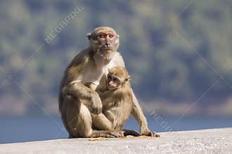 Wild Rhesus macaque monkey and young baby looking to monkey moth