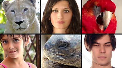 Human and animal faces close ups montage