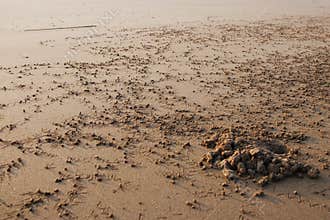 Shore crab's colony