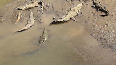 American Crocodile 3