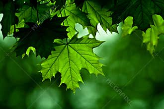 Maple tree detail