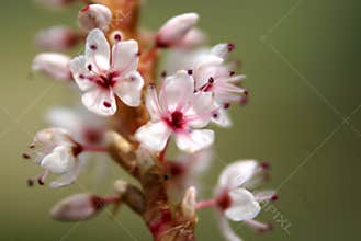 Polygonum affine, Himalayan bistort, Mountain knotweed,