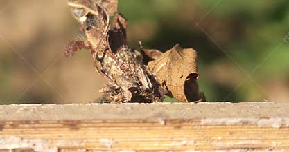 Bagworm larva crawling on branch close up, case bearing caterpillar insect macro India