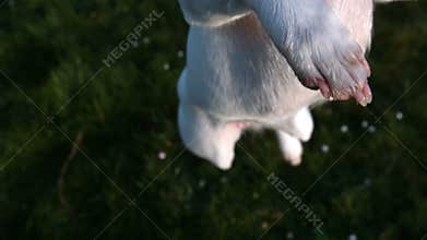 Cute terrier jumping up at camera