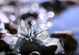Beautiful butterfly on the rocks near the water, nature, spring