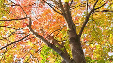 Maple leaves from low angle pan