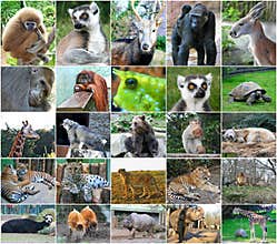 Collage photos some wild animals