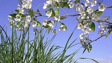 Spring Flowering