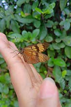 Monarch butterfly perched on a hand with a blue pool in the background