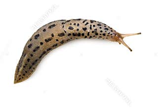 Leopard Slug