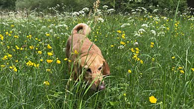 Cute Small White Dog and Short-Haired Golden Retriever in Amsterdam Forest