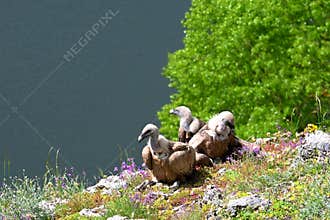 Three Griffon Vultures , Gyps fulvus , among wildflowers in a mountain landscape