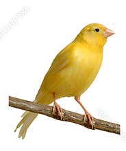 Canary