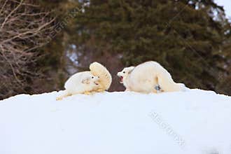 Arctic foxes arguing