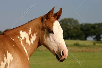 Paint Colt