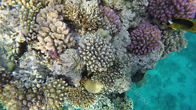 Flora and fauna of coral reefs. Red sea
