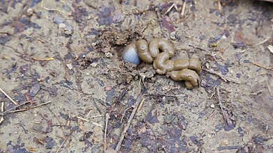Common earthworm in garden soil