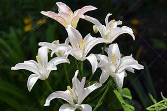 White lilys