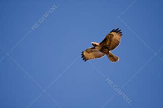Red-tailed Hawk