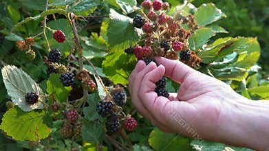 Picking Blackberries off the Bush 4K. UHD