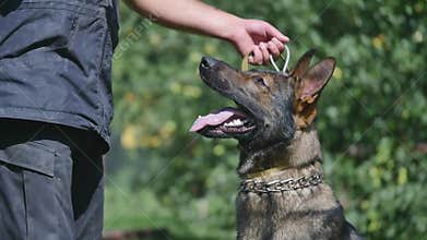 A young man training a dog. slow motion