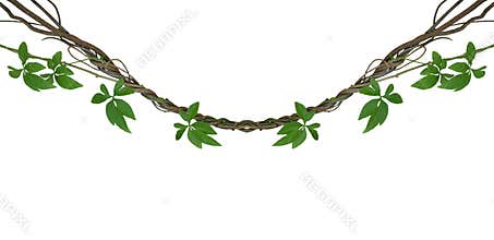 Twisted jungle vines with green leaves of wild morning glory liana plant isolated on white background, clipping path included.
