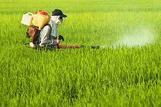 Worker at Rice Field
