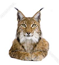 Eurasian Lynx - Lynx lynx (5 years old)
