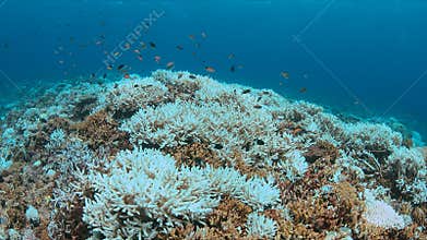 Coral bleaching