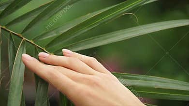 Beautiful woman hand stroking palm leaf.