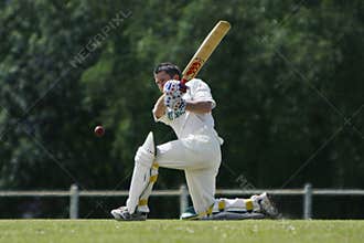 Cricket