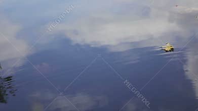 The autumn leaf of an oak slowly falls in lake water in which the sky is reflected,slow motion