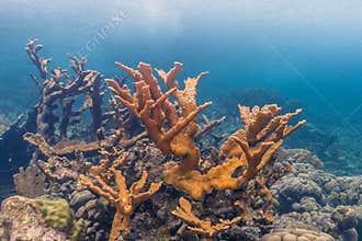 Elkhorn coral & x28;Acropora palmata& x29;