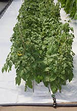 Hydroponic Tomato Cultivation