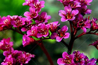 Bergenia Flowers
