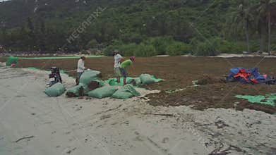 Close view farmers stand at algae sacks on beach