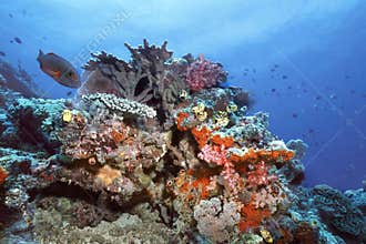 Indonesia Coral Reef