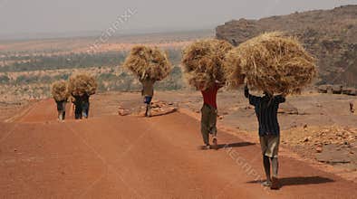 Young men carrying straw